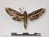  ( - PD-BC 914)  @14 [ ] Copyright (2010) Unspecified Research Collection of Philippe Darge