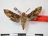  (Theretra orpheus gauthieri - PD-BC 927)  @14 [ ] Copyright (2010) Unspecified Research Collection of Philippe Darge