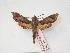  ( - PD-BC 131)  @13 [ ] Copyright (2010) Unspecified Research Collection of Philippe Darge