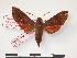  (Temnora uluguru - PD-BC 217)  @14 [ ] Copyright (2010) Unspecified Research Collection of Philippe Darge