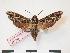  (Temnora mirabilis - PD-BC 299)  @14 [ ] Copyright (2010) Unspecified Research Collection of Philippe Darge