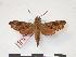  (Temnora robusta - PD-BC 321)  @14 [ ] Copyright (2010) Unspecified Research Collection of Philippe Darge