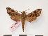  (Temnora neodentata - PD-BC 323)  @14 [ ] Copyright (2010) Unspecified Research Collection of Philippe Darge