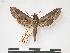  ( - PD-BC 038)  @14 [ ] Copyright (2010) Unspecified Research Collection of Philippe Darge