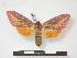  ( - PD-BC 608.1)  @13 [ ] Copyright (2010) Unspecified Research Collection of Philippe Darge