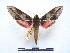  ( - PD-BC 452)  @13 [ ] Copyright (2010) Unspecified Research Collection of Philippe Darge