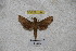 ( - BC-RBP-1144)  @13 [ ] Copyright (2010) Unspecified Research Collection of Ron Brechlin