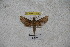  ( - BC-RBP-1145)  @12 [ ] Copyright (2010) Unspecified Research Collection of Ron Brechlin