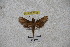  ( - BC-RBP-1146)  @12 [ ] Copyright (2010) Unspecified Research Collection of Ron Brechlin