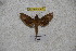  ( - BC-RBP-1147)  @12 [ ] Copyright (2010) Unspecified Research Collection of Ron Brechlin