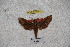  ( - BC-RBP-1157)  @11 [ ] Copyright (2010) Unspecified Research Collection of Ron Brechlin