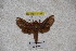  ( - BC-RBP-1158)  @12 [ ] Copyright (2010) Unspecified Research Collection of Ron Brechlin