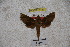  ( - BC-RBP-1159)  @12 [ ] Copyright (2010) Unspecified Research Collection of Ron Brechlin