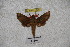  ( - BC-RBP-1160)  @11 [ ] Copyright (2010) Unspecified Research Collection of Ron Brechlin