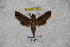  ( - BC-RBP-1166)  @12 [ ] Copyright (2010) Unspecified Research Collection of Ron Brechlin