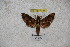 ( - BC-RBP-1187)  @12 [ ] Copyright (2010) Unspecified Research Collection of Ron Brechlin