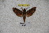  ( - BC-RBP-1188)  @11 [ ] Copyright (2010) Unspecified Research Collection of Ron Brechlin