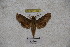  ( - BC-RBP-1189)  @11 [ ] Copyright (2010) Unspecified Research Collection of Ron Brechlin