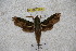  ( - BC-RBP-1195)  @13 [ ] Copyright (2010) Unspecified Research Collection of Ron Brechlin