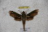  ( - BC-RBP-1196)  @12 [ ] Copyright (2010) Unspecified Research Collection of Ron Brechlin