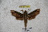  ( - BC-RBP-1198)  @12 [ ] Copyright (2010) Unspecified Research Collection of Ron Brechlin