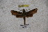  ( - BC-RBP-1201)  @11 [ ] Copyright (2010) Unspecified Research Collection of Ron Brechlin
