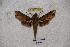  ( - BC-RBP-1208)  @11 [ ] Copyright (2010) Unspecified Research Collection of Ron Brechlin
