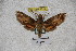  (Eupanacra splendens burica - BC-RBP-1217)  @13 [ ] Copyright (2010) Unspecified Research Collection of Ron Brechlin