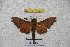  ( - BC-RBP-1232)  @12 [ ] Copyright (2010) Unspecified Research Collection of Ron Brechlin