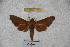  ( - BC-RBP-1252)  @12 [ ] Copyright (2010) Unspecified Research Collection of Ron Brechlin