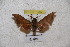  ( - BC-RBP-1262)  @11 [ ] Copyright (2010) Unspecified Research Collection of Ron Brechlin