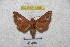  ( - BC-RBP-1268)  @11 [ ] Copyright (2010) Unspecified Research Collection of Ron Brechlin