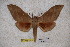  (Rhodambulyx hainanensis - BC-RBP-1313)  @13 [ ] Copyright (2010) Unspecified Research Collection of Ron Brechlin