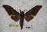  ( - BC-RBP-1735)  @11 [ ] Copyright (2010) Unspecified Research Collection of Ron Brechlin