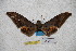  ( - BC-RBP-1737)  @12 [ ] Copyright (2010) Unspecified Research Collection of Ron Brechlin