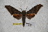  ( - BC-RBP-1738)  @13 [ ] Copyright (2010) Unspecified Research Collection of Ron Brechlin