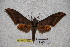  ( - BC-RBP-1739)  @13 [ ] Copyright (2010) Unspecified Research Collection of Ron Brechlin