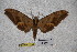  ( - BC-RBP-1786)  @11 [ ] Copyright (2010) Unspecified Research Collection of Ron Brechlin