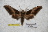  ( - BC-RBP-1818)  @13 [ ] Copyright (2010) Unspecified Research Collection of Ron Brechlin