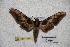 ( - BC-RBP-1819)  @13 [ ] Copyright (2010) Unspecified Research Collection of Ron Brechlin