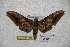  ( - BC-RBP-1820)  @13 [ ] Copyright (2010) Unspecified Research Collection of Ron Brechlin