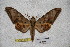  ( - BC-RBP-1845)  @14 [ ] Copyright (2010) Unspecified Research Collection of Ron Brechlin
