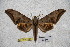  ( - BC-RBP-1848)  @14 [ ] Copyright (2010) Unspecified Research Collection of Ron Brechlin