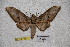  ( - BC-RBP-1871)  @13 [ ] Copyright (2010) Unspecified Research Collection of Ron Brechlin
