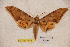  ( - BC-RBP-1933)  @14 [ ] Copyright (2010) Unspecified Research Collection of Ron Brechlin