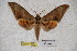  ( - BC-RBP-1934)  @14 [ ] Copyright (2010) Unspecified Research Collection of Ron Brechlin