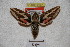  ( - BC-RBP-2287)  @13 [ ] Copyright (2010) Unspecified Research Collection of Ron Brechlin