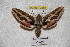  ( - BC-RBP-2289)  @11 [ ] Copyright (2010) Unspecified Research Collection of Ron Brechlin