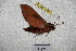  (Ampelophaga khasiana - BC-RBP-2290)  @11 [ ] Copyright (2010) Unspecified Research Collection of Ron Brechlin