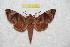  (Acosmeryx anceus halmaherana - BC-RBP 7568)  @11 [ ] Copyright (2013) Ron Brechlin coll. Ron Brechlin, Pasewalk